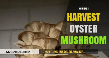 Harvesting Oyster Mushrooms: A Step-by-Step Guide