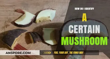 Mushroom Identification: A Guide to Stay Safe