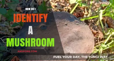 Mastering Mushroom Identification: Essential Tips for Safe Foraging Adventures