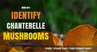Foraging Chanterelles: Identification Tips and Tricks