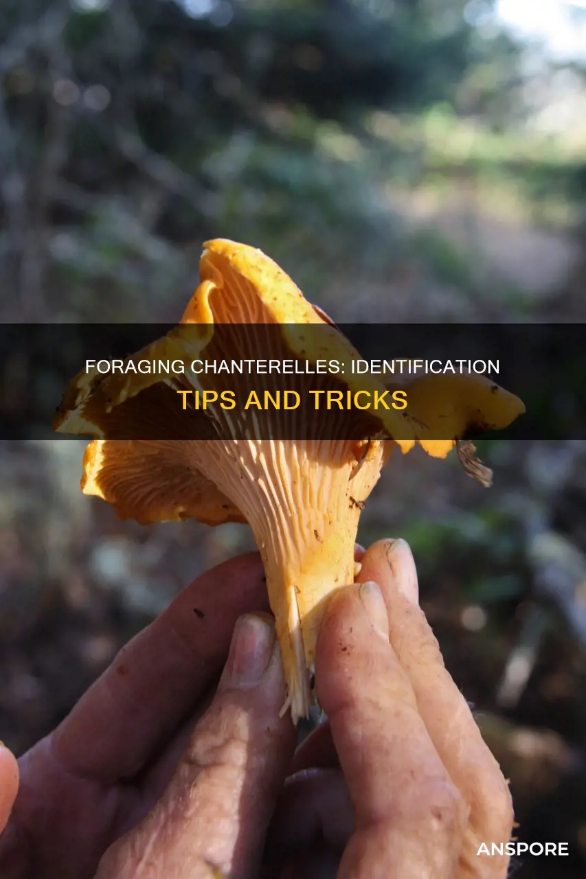 how do i identify chanterelle mushrooms