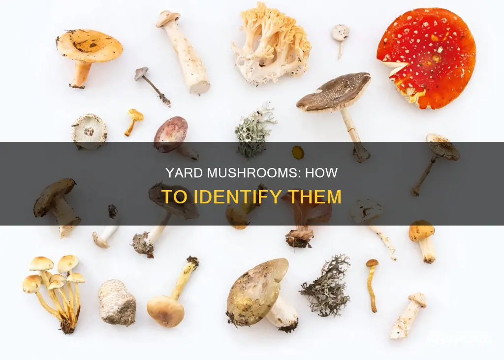 how do i identify mushrooms in my yard