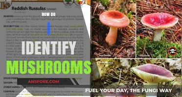 Mushroom Identification: A Beginner's Guide to Foraging Safely