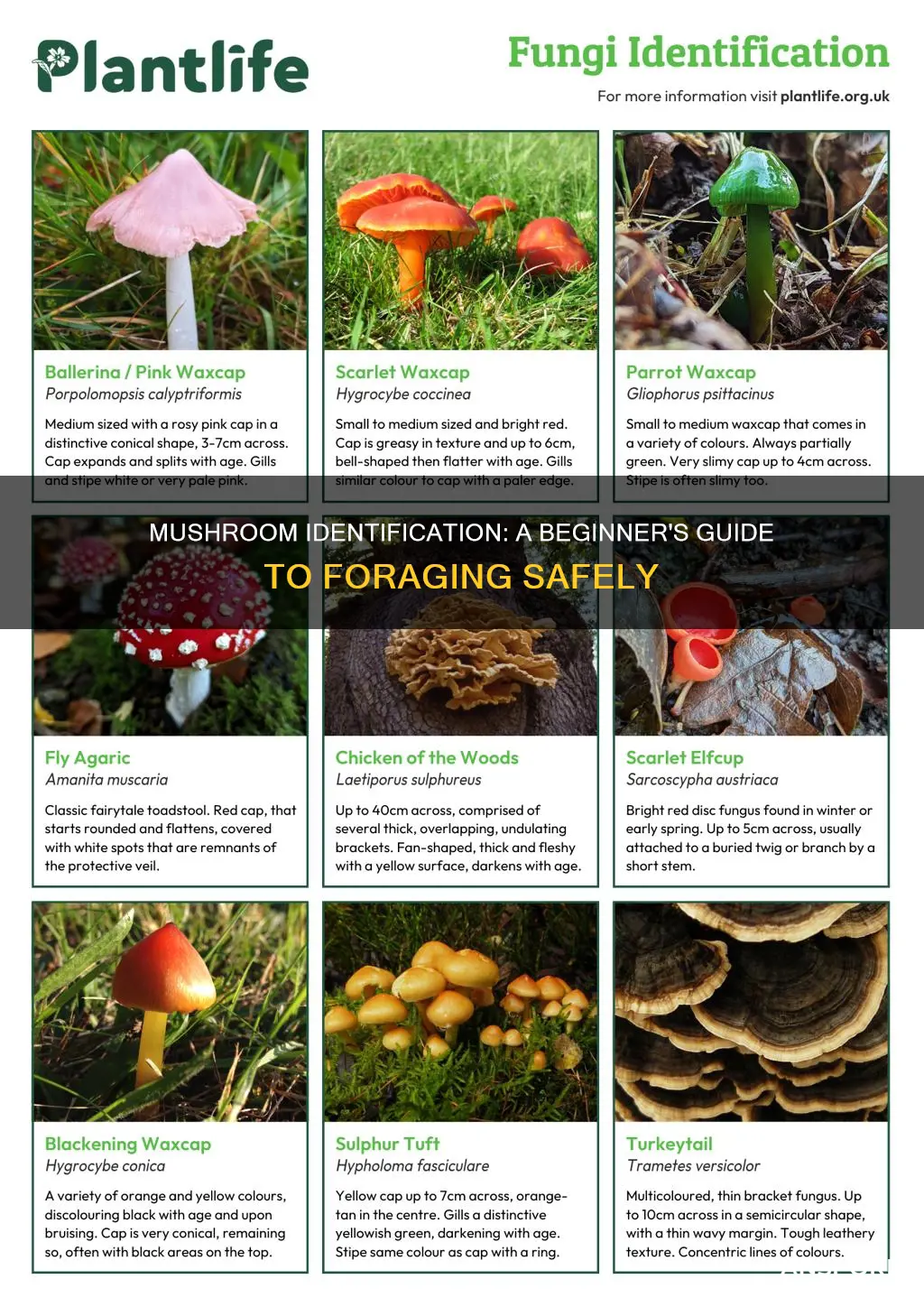 how do i identify mushrooms