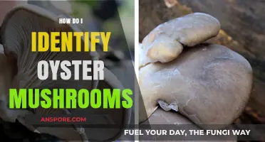 Recognizing Oyster Mushrooms: A Quick Guide