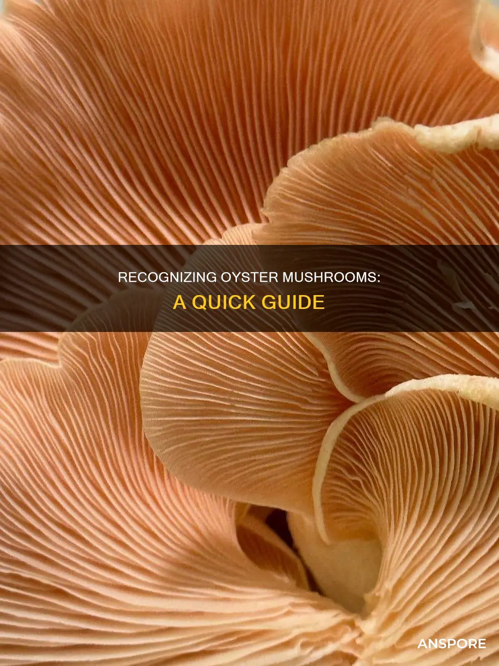 how do i identify oyster mushrooms