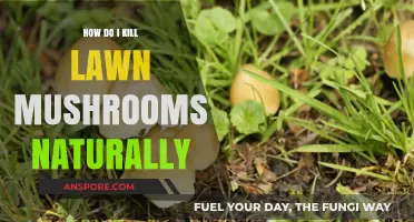 Get Rid of Lawn Mushrooms: Natural Ways