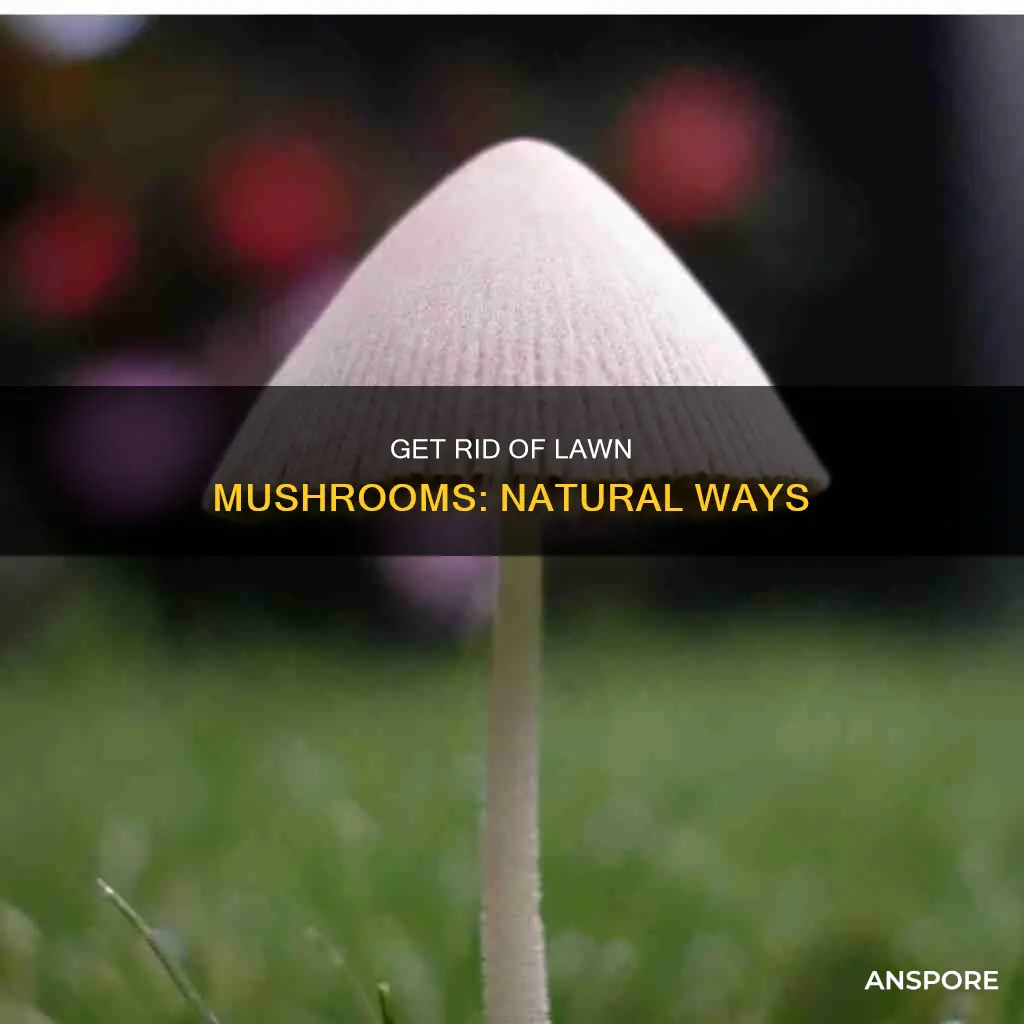 how do i kill lawn mushrooms naturally