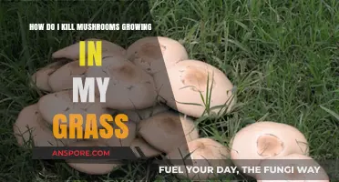 Effective Ways to Eliminate Mushrooms Growing in Your Lawn