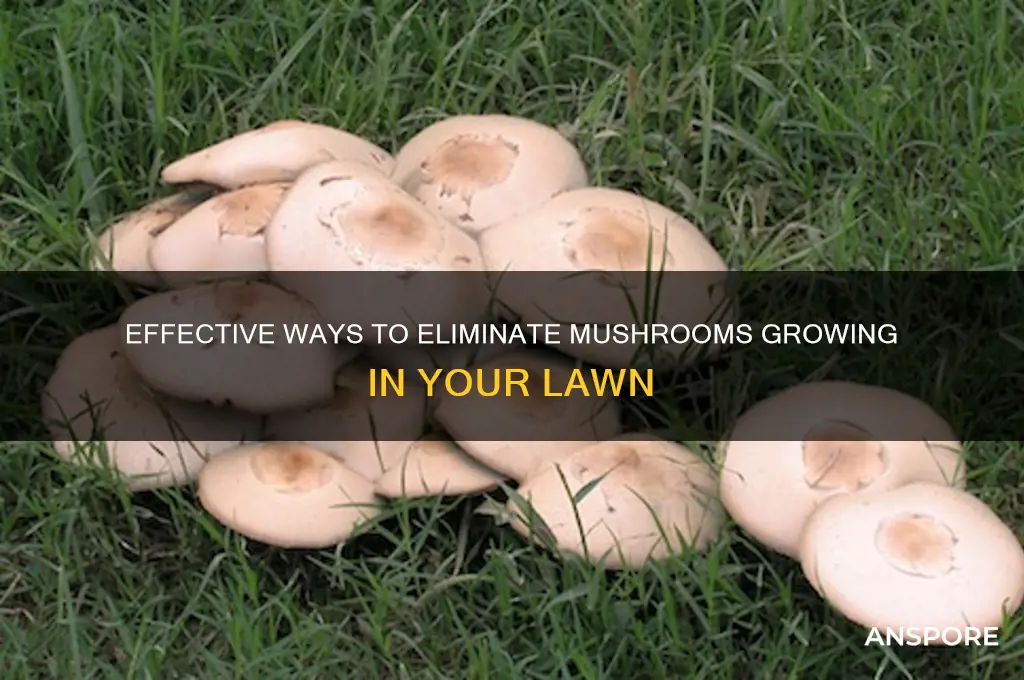 how do i kill mushrooms growing in my grass