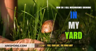 Effective Ways to Eliminate Unwanted Mushrooms in Your Yard