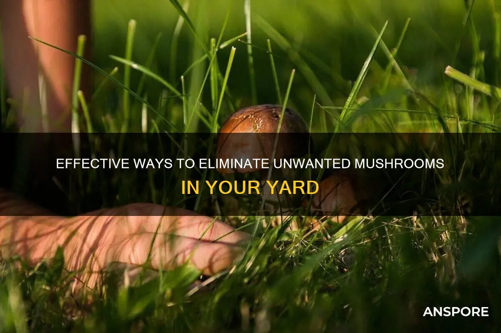 how do i kill mushrooms growing in my yard