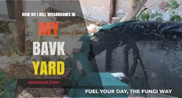 Get Rid of Backyard Mushrooms: A Step-by-Step Guide