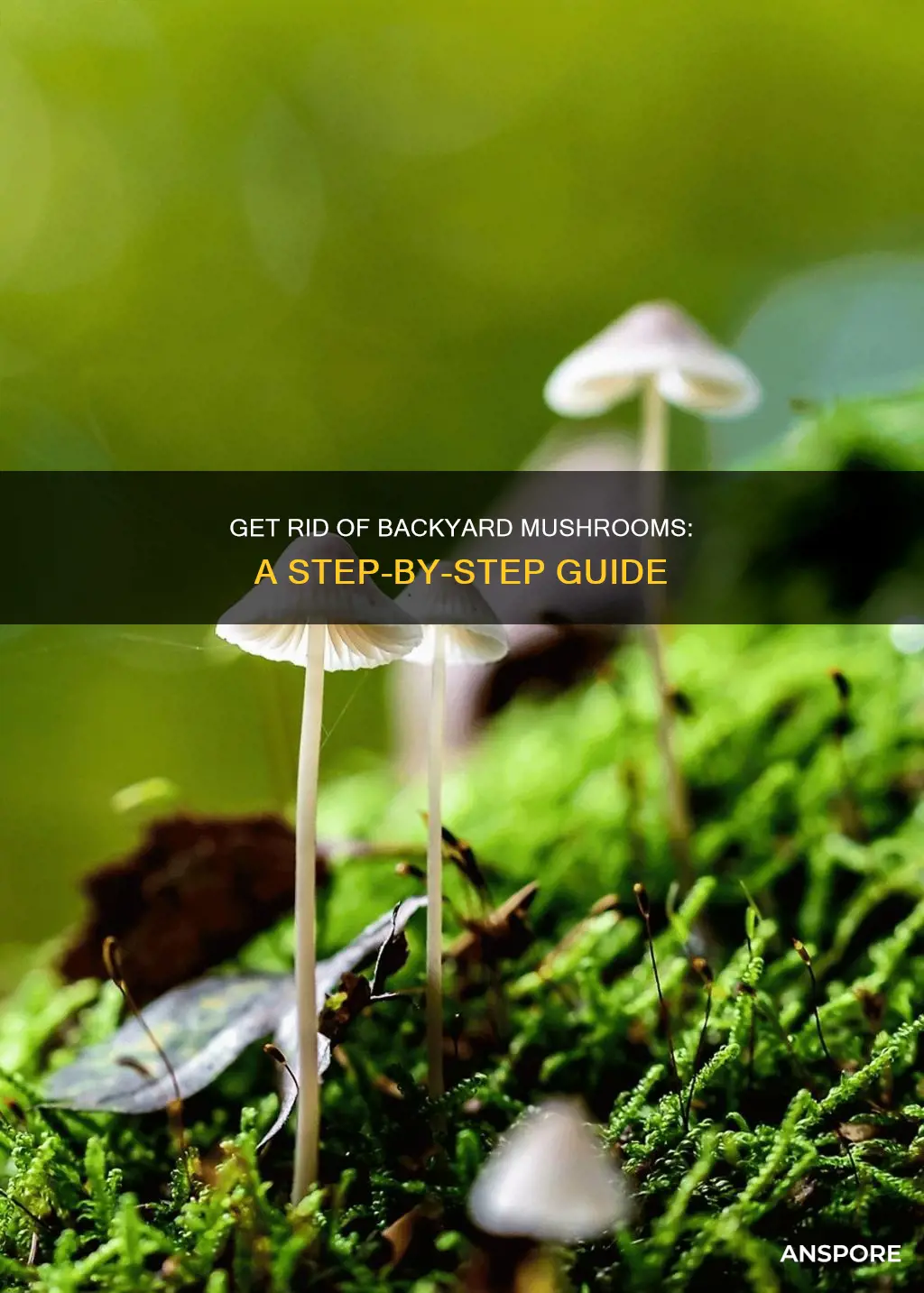 how do i kill mushrooms in my bavk yard