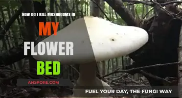 Get Rid of Mushrooms in Your Flower Bed