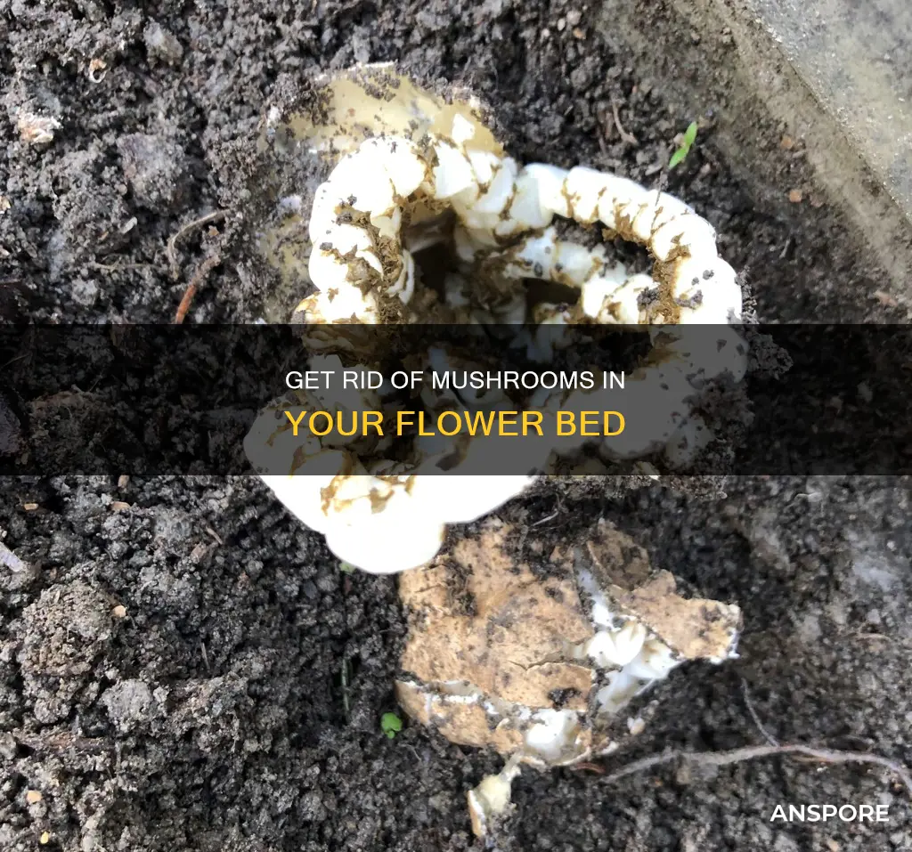 how do i kill mushrooms in my flower bed