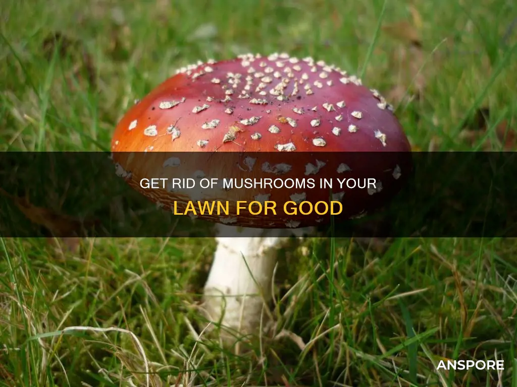 how do i kill mushrooms in my lawun