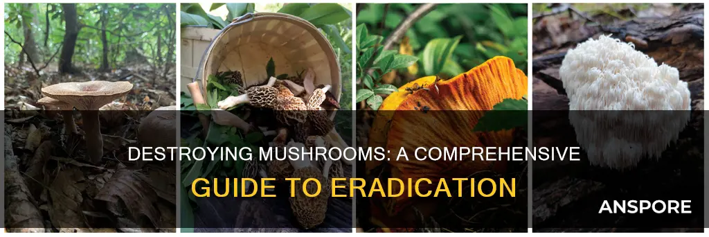 how do i kill mushrooms