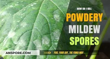Effective Strategies to Eradicate Powdery Mildew Spores in Your Garden