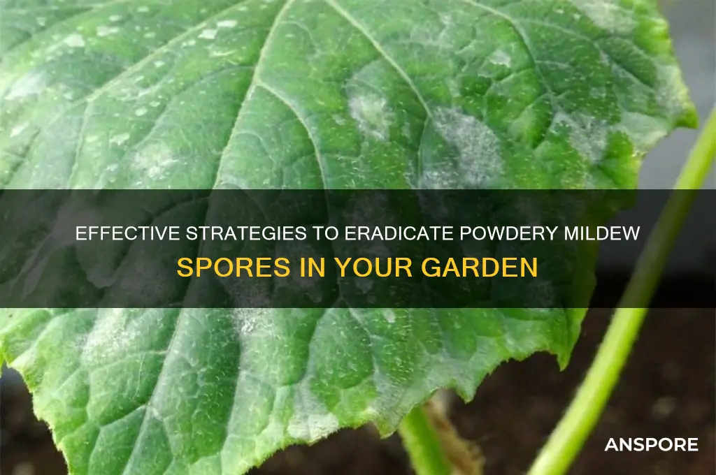 how do i kill powdery mildew spores