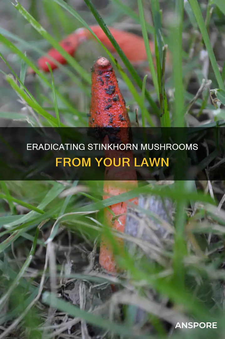 how do i kill stinkhorn mushrooms in my lawn