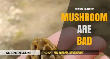 Identifying Bad Mushrooms: A Quick Guide to Safe Foraging