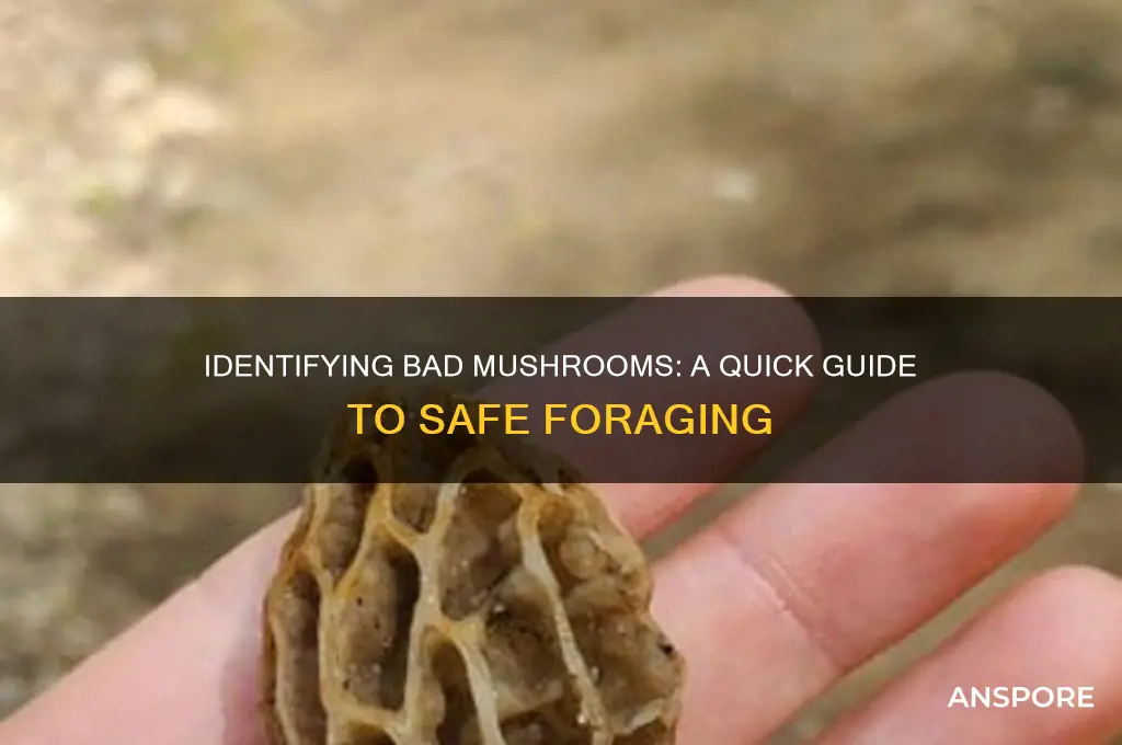 how do i kniw 8f mushrooms are bad