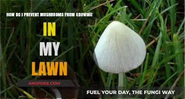 Stop Mushrooms in Their Tracks: Lawn Care Tips to Prevent Fungal Growth