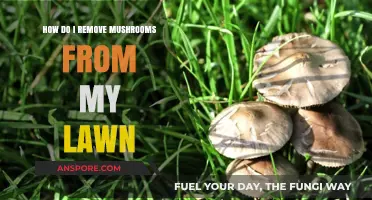 Eradicating Mushrooms from Your Lawn: A Step-by-Step Guide