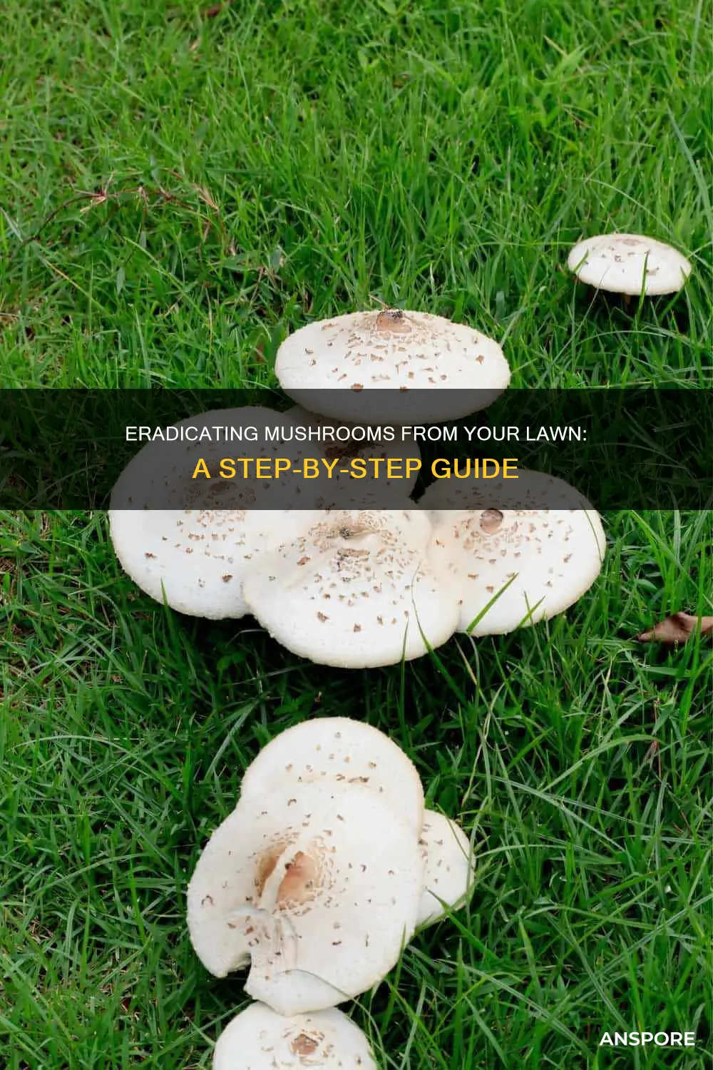 how do i remove mushrooms from my lawn