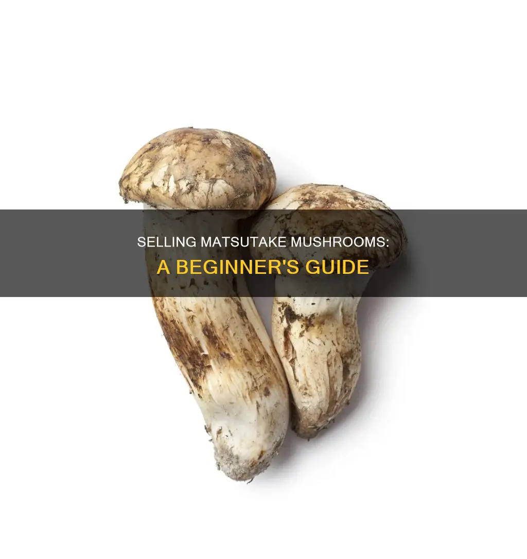 how do i sell matsutake mushrooms