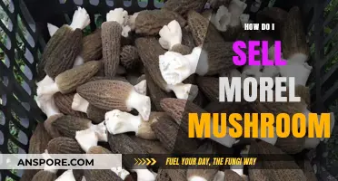 Boost Your Morel Mushroom Sales: Proven Strategies for Success