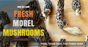 Shipping Fresh Morel Mushrooms: Tips for Safe and Speedy Delivery
