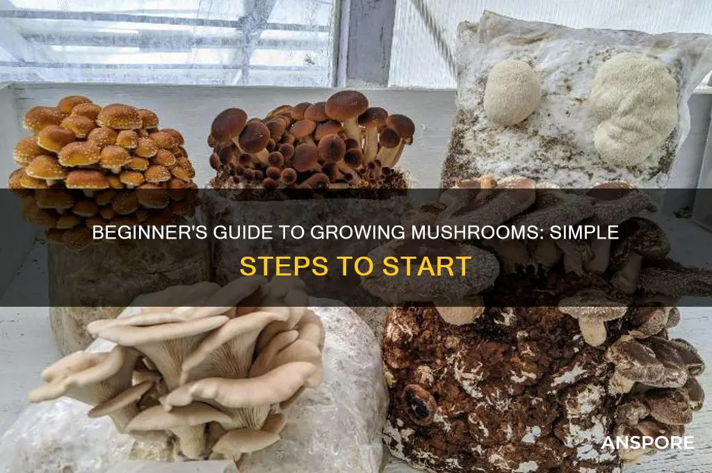 how do i start growing mushrooms