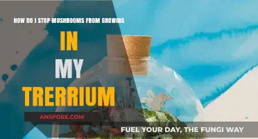 Preventing Mushroom Growth in Your Terrarium: Effective Tips and Solutions