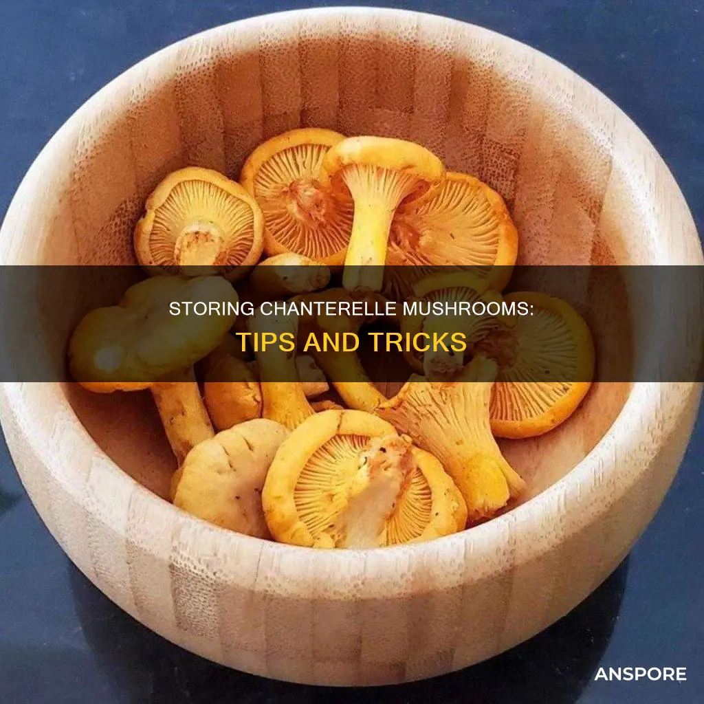 how do i store chanterelle mushrooms