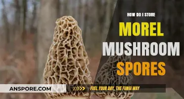 Effective Techniques for Storing Morel Mushroom Spores at Home