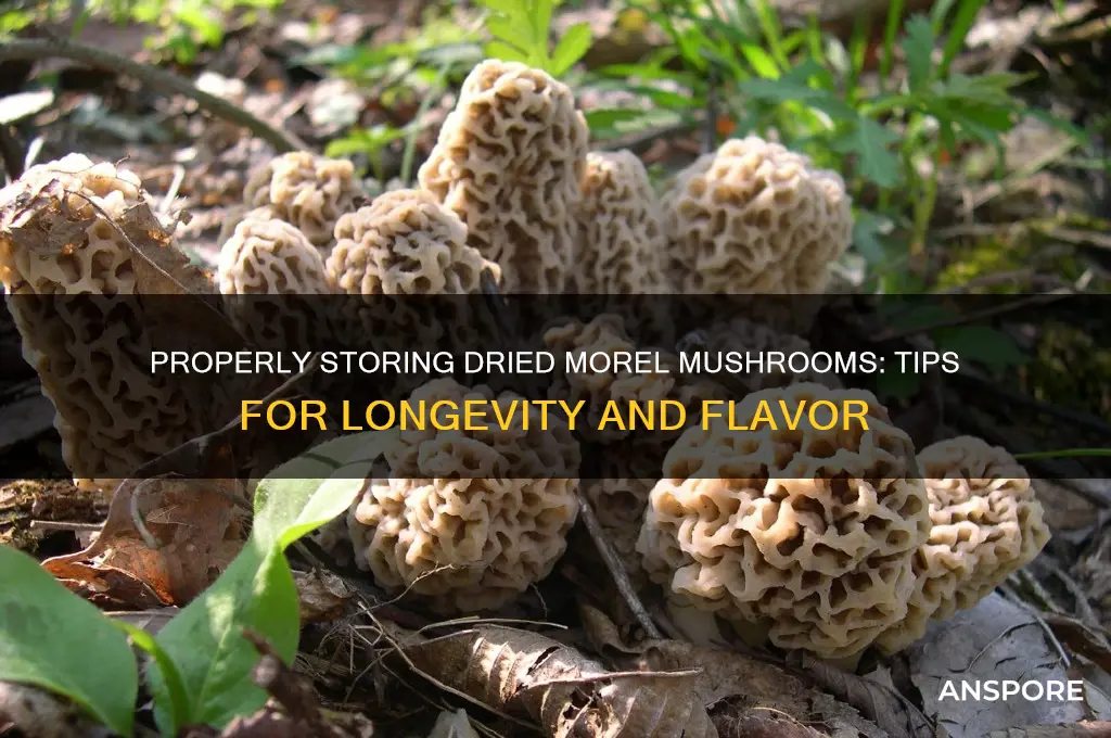 how do i store morell mushrooms after i dry them