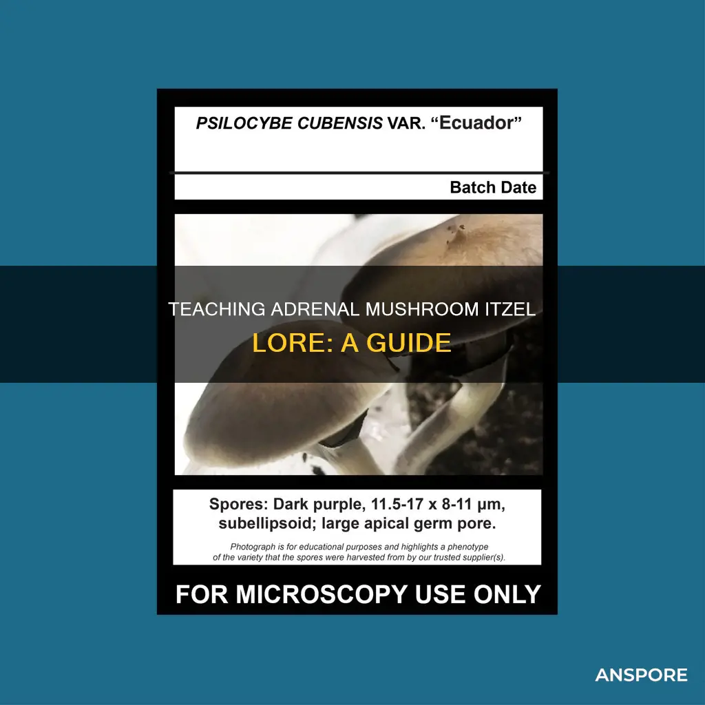 how do i teach the adrenal mushroom the itzel lore