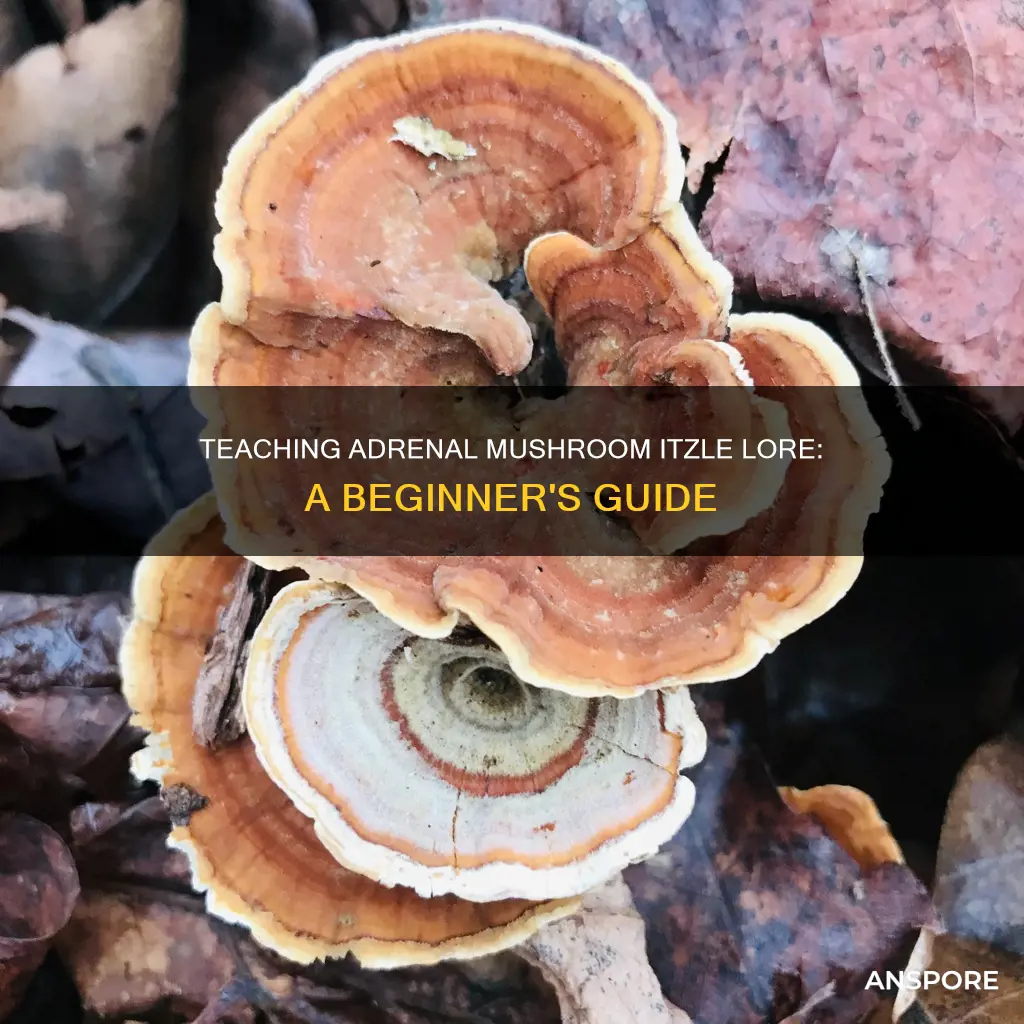 how do i teach the adrenal mushroom the itzle lore