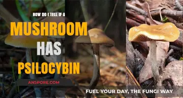 Detecting Psilocybin in Mushrooms: A Guide