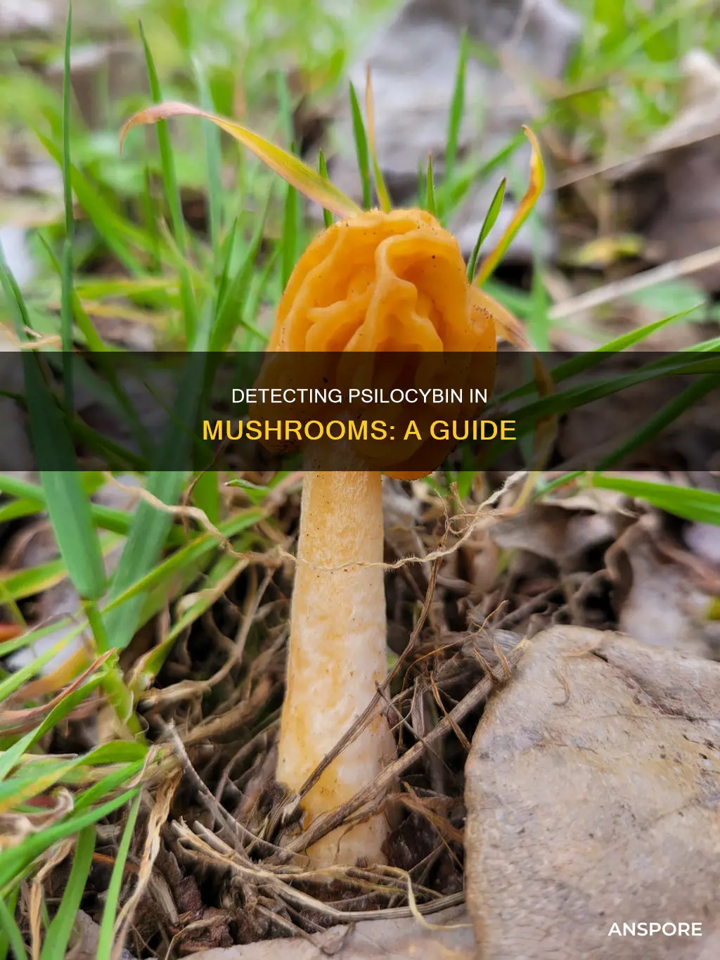 how do i tell if a mushroom has psilocybin