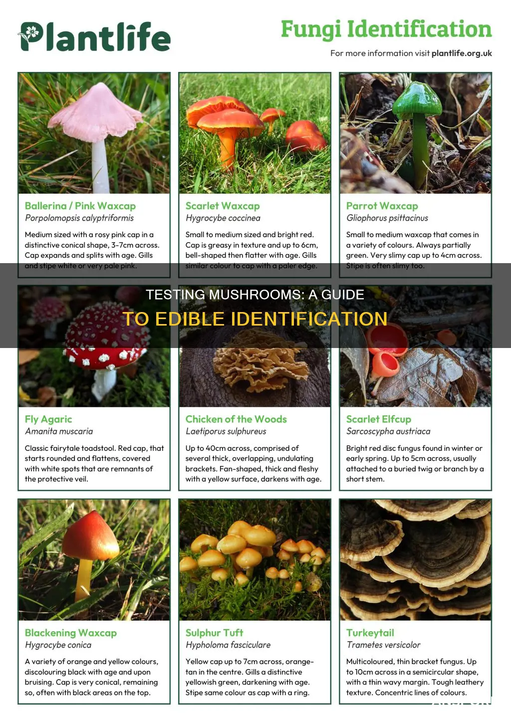 how do i test mushrooms
