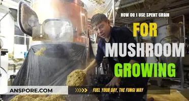 Using Spent Grain for Mushroom Cultivation: A Sustainable Growing Guide