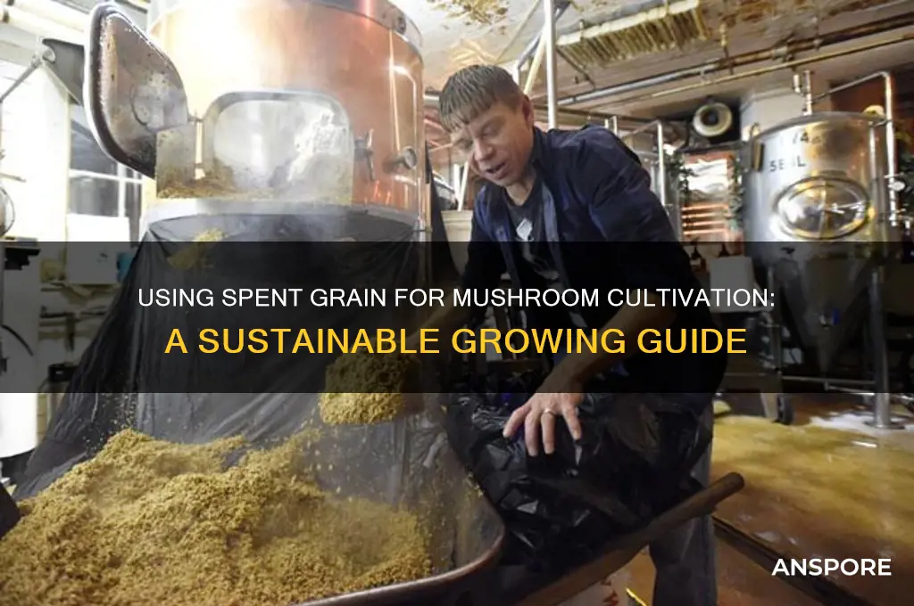 how do i use spent grain for mushroom growing