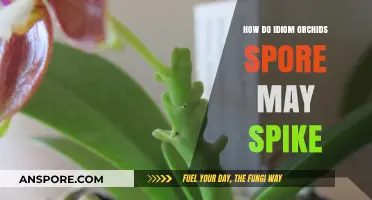 Unveiling the Mystery: How Idiom Orchids Spore and Spike Growth