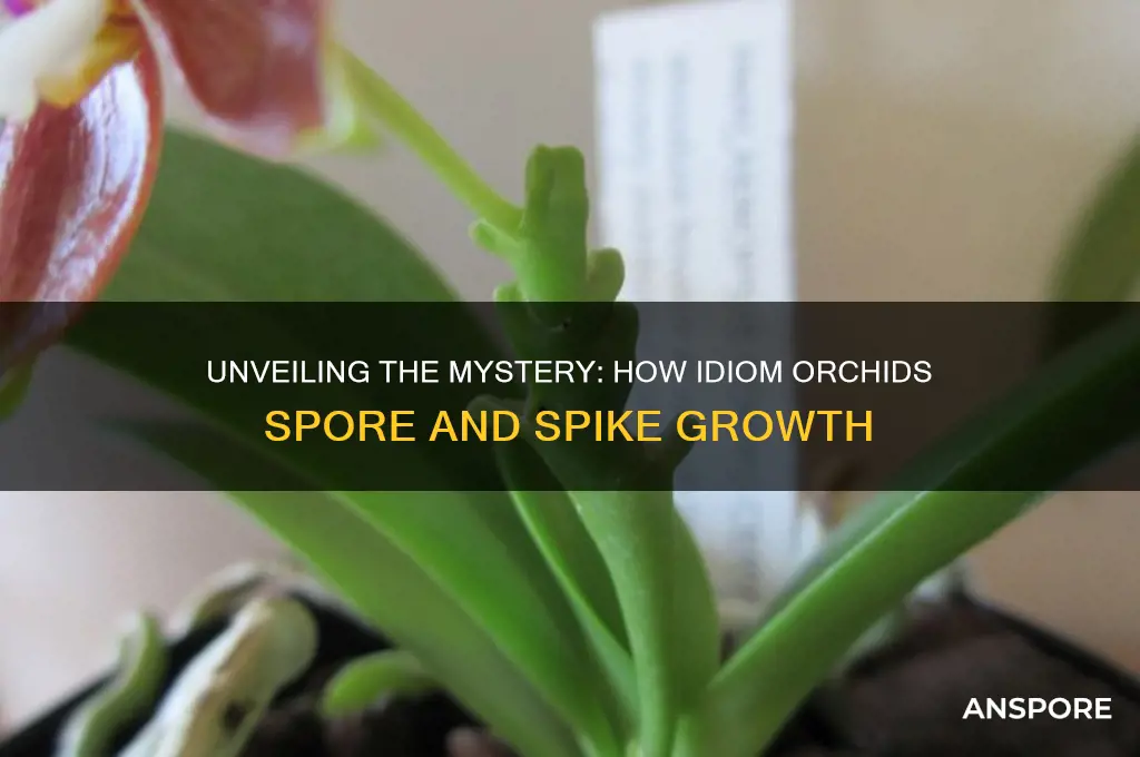 how do idiom orchids spore may spike