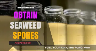 Harvesting Seaweed Spores: A Guide for Ironman Players