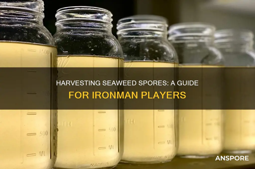 how do ironmen obtain seaweed spores