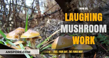 The Magic Behind Laughing Mushrooms